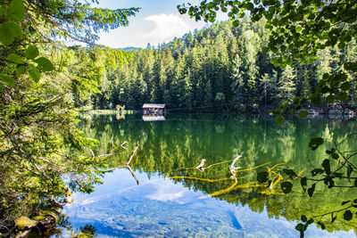 Scenic view of lake against trees