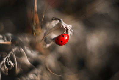 Close-up of ladybug on plant