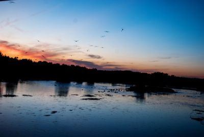 Silhouette of birds in calm lake at dusk