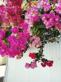 Close-up of pink flowering plant