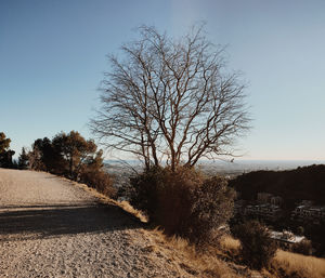 Bare tree on landscape against clear sky