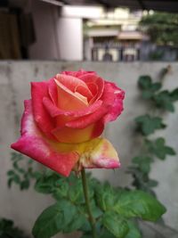 Close-up of rose flower