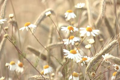 Close-up of white daisy flowers