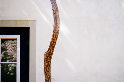 Tree trunk against white wall