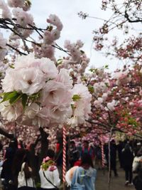 Pink flowers blooming on tree