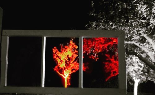 Red flowers on fire at night