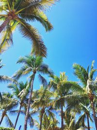 Low angle view of palm trees against clear blue sky