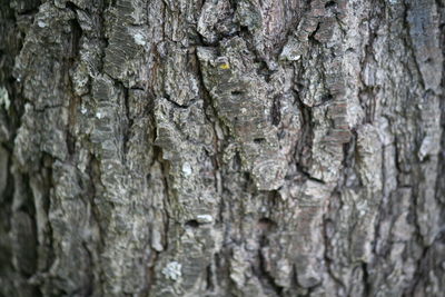 Full frame shot of tree trunk