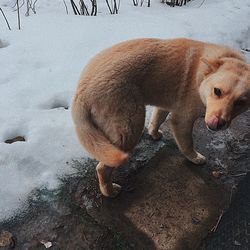 High angle view of dog