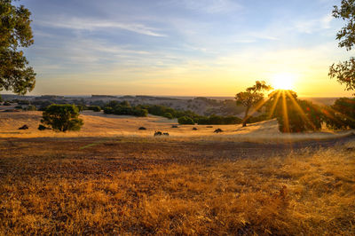 Scenic view of field against sky during sunset