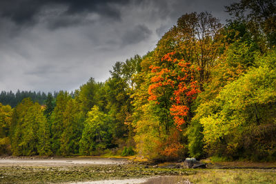 Trees in forest against sky during autumn