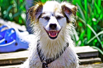 Close-up portrait of dog