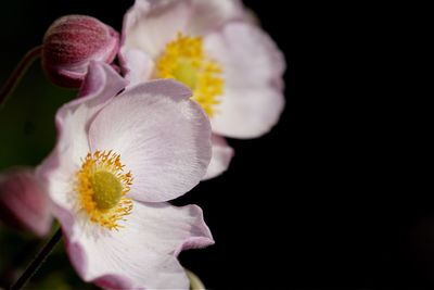 Close-up of pink flower blooming in garden