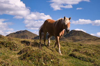 Horse standing in a field