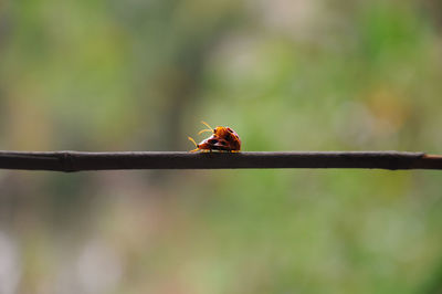 Two ladybugs mate on the grass bridge