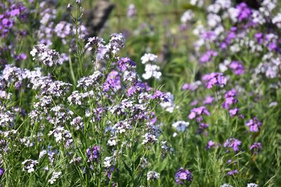 Close-up of purple flowering plants on field