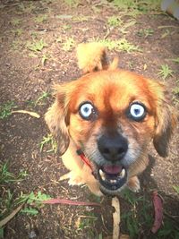 Portrait of dog on field