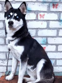 Close-up of dog looking away while sitting on wall
