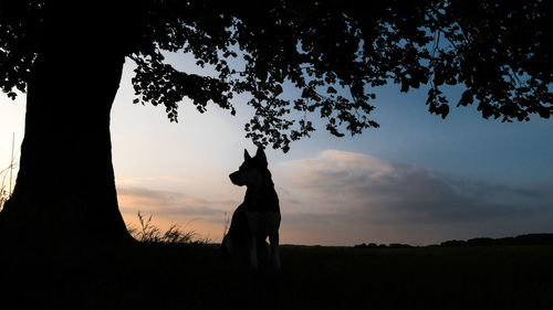 Silhouette man on field against sky at sunset