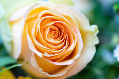Close-up of rose flower