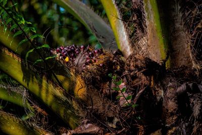 Close-up of lizard on tree trunk in forest