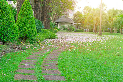 Plants growing in park by building