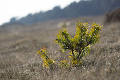 Close-up of plant against blurred background