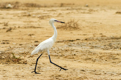 Profile view of great egret at beach