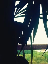 Reflection of trees in water