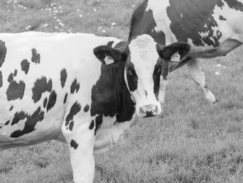 High angle view of cow on field