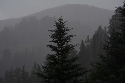 Scenic view of forest against cloudy sky