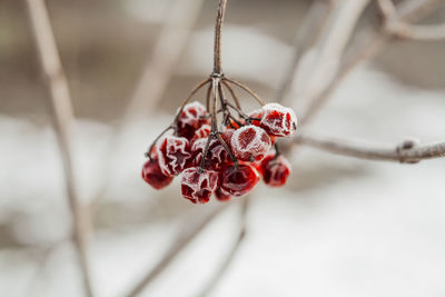 Close-up of snow covered red berries 