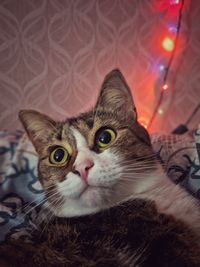 Close-up portrait of a cat