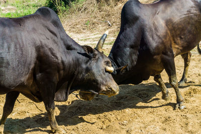 View of two horses on field