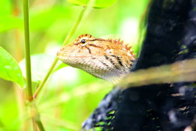 Closeup photos  a chameleon perched on a tree