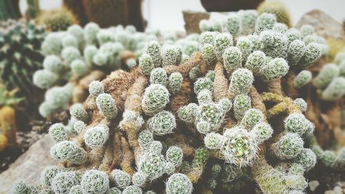 Close-up of cactus growing outdoors