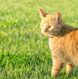 Cat looking away on field