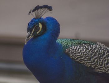 Close-up of peacock