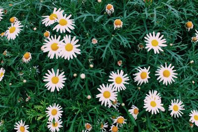 High angle view of flowers blooming on field