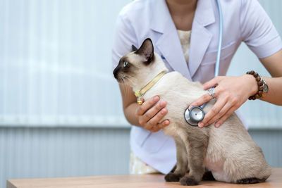 Midsection of woman holding cat