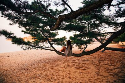 Woman sitting on branch at beach during sunset