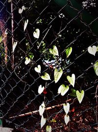 Full frame shot of chainlink fence