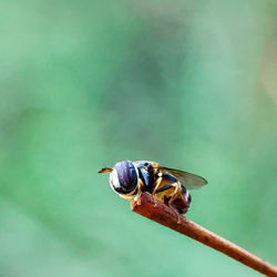 Close-up of bee on leaf