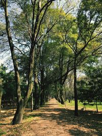 Trees in forest