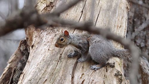 Squirrel on branch