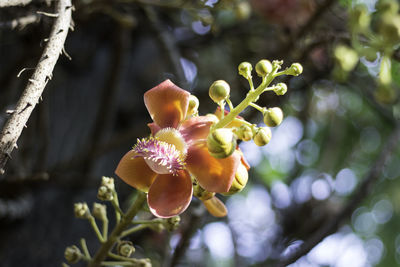 Close-up of flowers blooming on tree