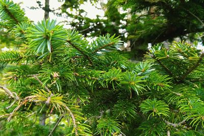 Close-up of pine tree