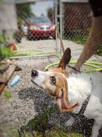 Close-up of dog on hand