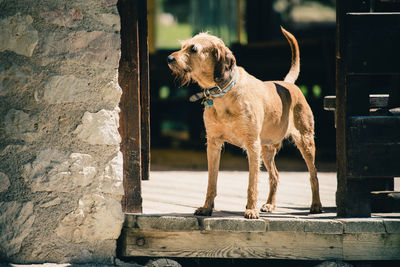 Dog looking away outdoors