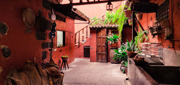 Potted plants on street amidst buildings